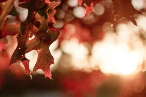 Red oak leaf at sunset Stock Photos