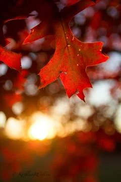 Red oak leaf at sunset Stock Photos