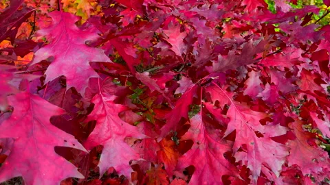 Red oak leaves background. 4k video. Stock Footage 219246247