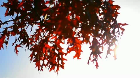 Red oak leaves in backlight 動画素材 11133853