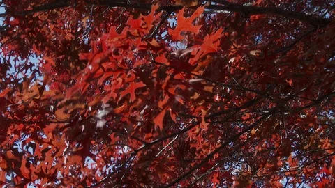 Red oak leaves in blowing wind close, 4K. Stock Footage 99609481