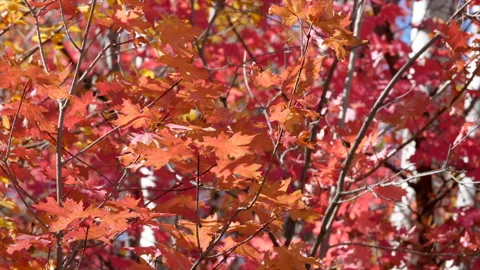 Red Oak leaves in fall in Park City, Utah. Video stock 221222734