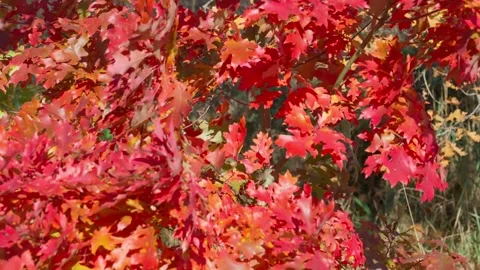 Red oak leaves Stock Footage 331564057