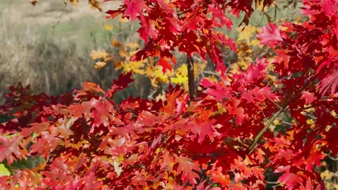 Red oak leaves Stock Footage 331564079