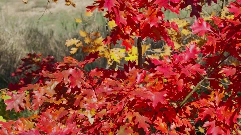 Red oak leaves Stock Footage 331564084