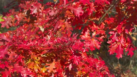 Red oak leaves Stock Footage 331564086