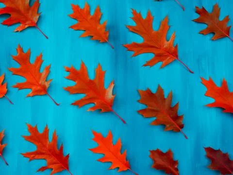 Red oak leaves pattern on a blue background Stock Photos