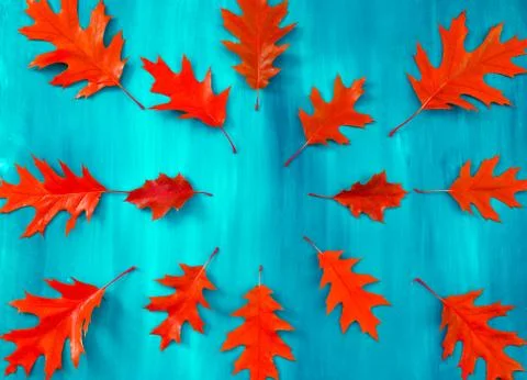 Red oak leaves pattern on a blue background Stock Photos