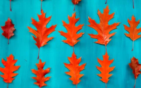 Red oak leaves pattern on a blue background 库存照片