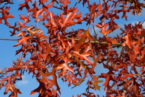 Red oak leaves Stock Photos