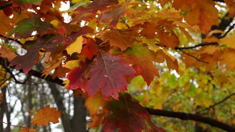 Red oak leaves on tree branches gently swaying in the wind Stock Footage 295361615