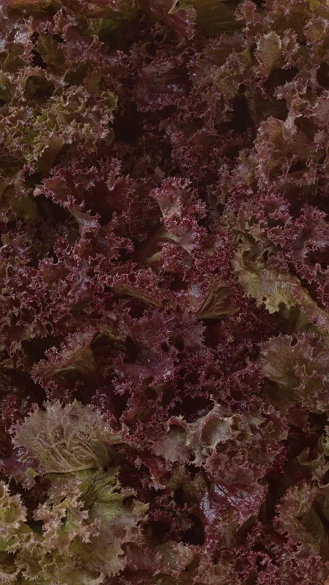 Red oak lettuce background. Vertical video. Stock Footage 280104834