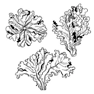 Red oak lettuce.  Vector sketch illustration Stock Illustration