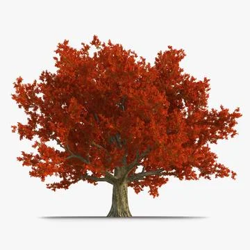Red Oak Old Tree Autumn 3D Model