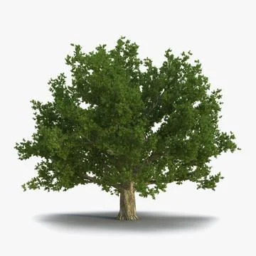 Red Oak Old Tree Summer 3D Model