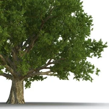 Red Oak Old Tree Summer ~ 3D Model #91527628 | Pond5