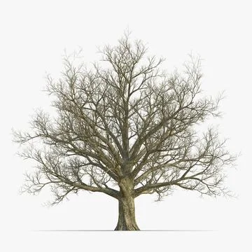 Red Oak Old Tree Winter 3D Model