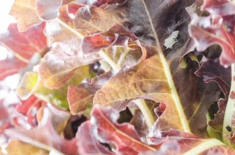 Red Oak salad Foto stock
