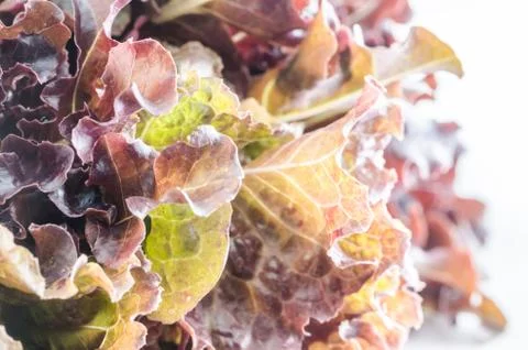 Red Oak salad Stock Photos