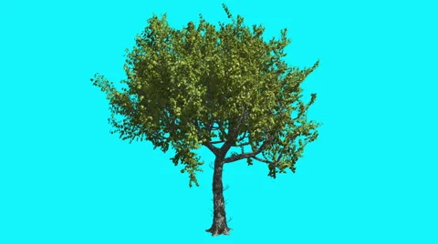 Red Oak Thin Tree With Green Leaves Is Swaying at The Wind Summer Computer Stock Footage 56703165