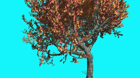 Red Oak Thin Tree is Swaying at The Wind Red and Yellow Tree Leaves Are Stock Footage 56704664