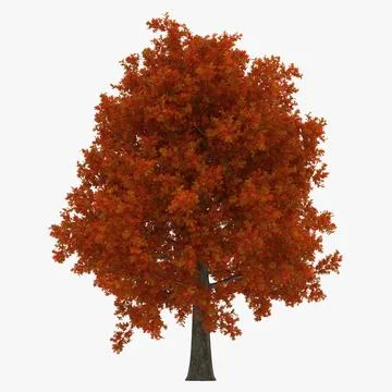 Red Oak Tree Autumn 3D Model