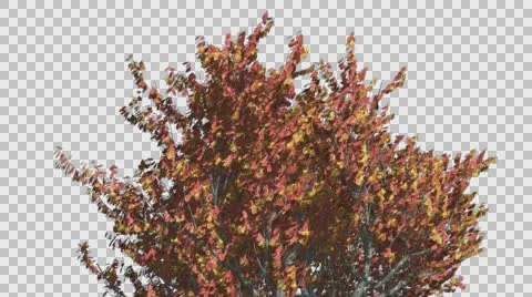 Red Oak Tree Crown With Red And Yellow Leaves is Swaying at the Wind in Fall Stock Footage 56660623