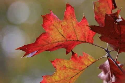 Red oak tree in fall Stock Photos