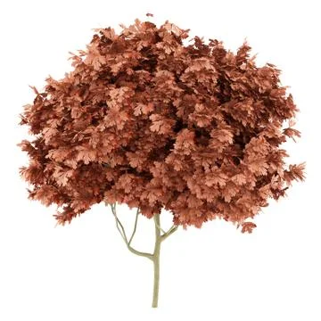 Red oak tree isolated on white background. 3d illustration Stock Illustration