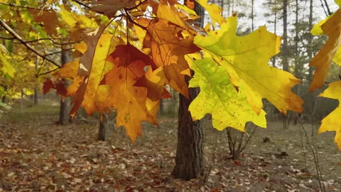 Red Oak tree leaves with brown to yellow colors moved by the wind at fall Stock Footage 219436415