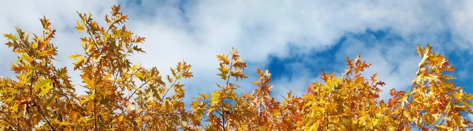Red oak tree 스톡 사진