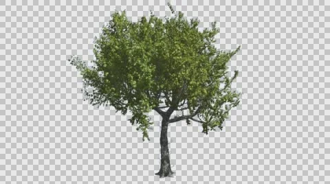 Red Oak Tree is Swaying at The Wind Green Fluttering Leaves on the Branches Stock Footage 56614566