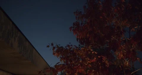 Red Oak Tree at Twilight: Autumn Evening by a Modern Home Stock Footage 344270546