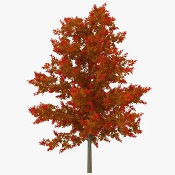 Red Oak Young Tree Autumn 3D Model