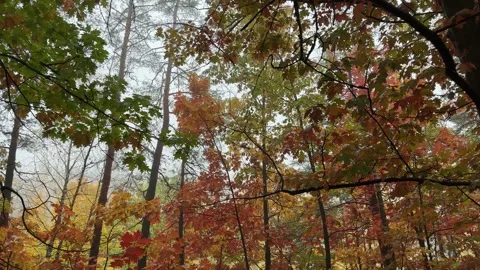 Red oaks and pine in the forest in foggy morning Stock Footage 254949960