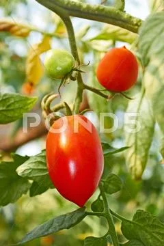 Red oblong tomatoes in greenhouse Stock Photos