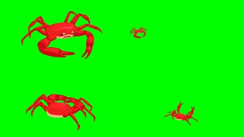 Red ocean crabs walking side to side with large claws pinching floor 2d Stock Footage 334702879