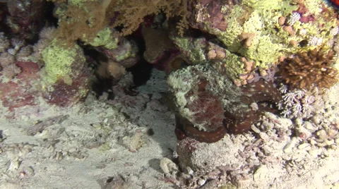 Red octopus changes colour on a coral reef, Red Sea, Egypt Video stock 58820074