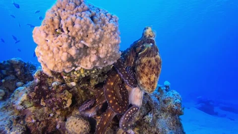 Red Octopus Changing Color Stock Footage 133283017
