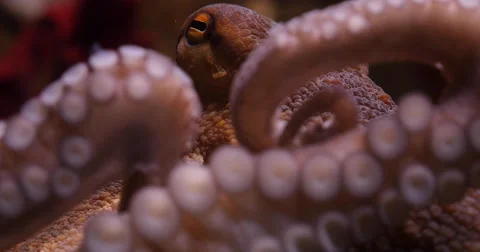 Octopus Tentacles Stock Footage ~ Royalty Free Stock Videos
