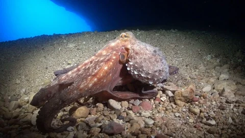 Red Octopus Stock Footage