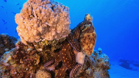 Red Octopus Stock Footage 186283725