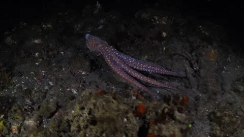 Red Octopus Stock Footage 260037295