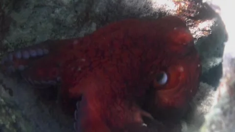 Red Octopus Hiding in a Coral Reef Burrow Stock Footage 343729224