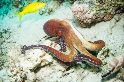 Red Octopus in the open ocean Stock Photos