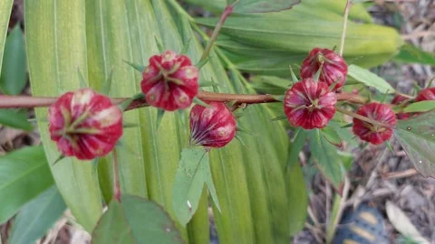 Red okra with pointed tips arranged in rows Stockbeeldmateriaal 261527360