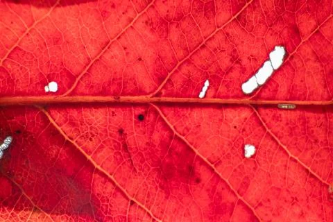 Red old Leaves Texture background. Stock Photos