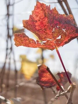 A red, old vitis vinifera leaf Foto stock