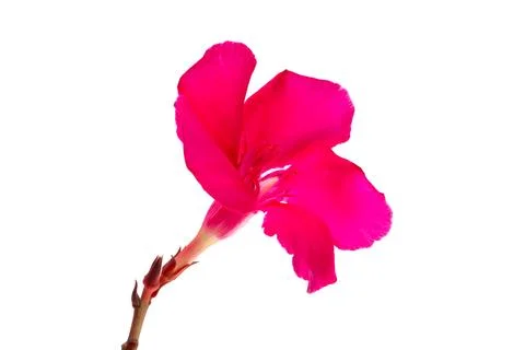 Red oleander isolated Stock Photos