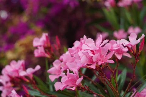 Red oleander. Stock Photos